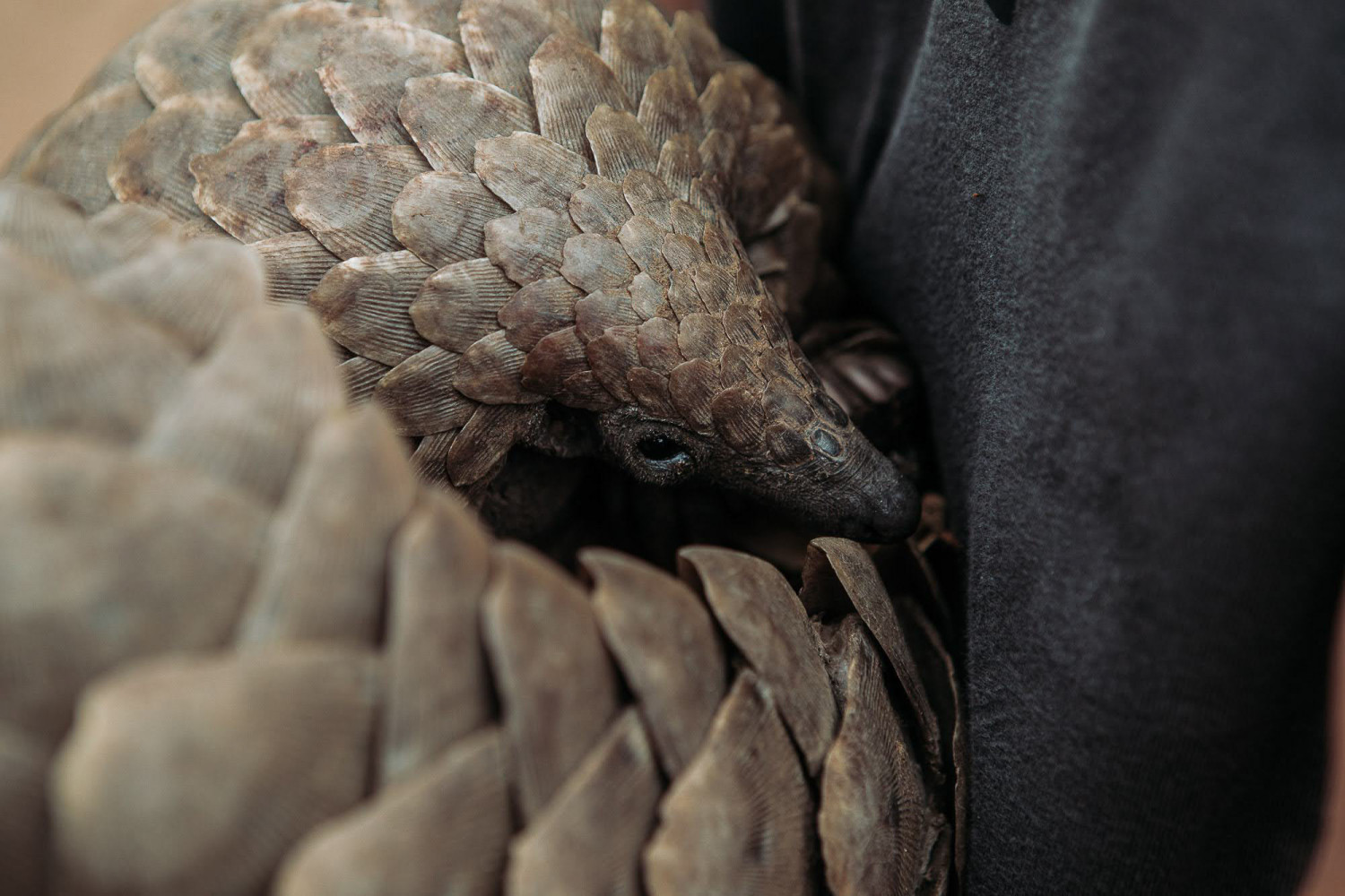 Close-up of a pangolin in Majete Wildlife Reserve, an African Park. Scaly anteater.